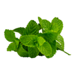 نعناع 1 حزمة