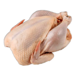 دجاج حي، كاملة، بين 2 4 و 2 6 كيلو، 1 وحدة